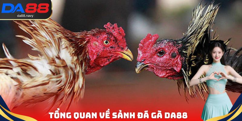 Một vài thông tin cơ bản cần nắm được về sảnh đá gà DA88