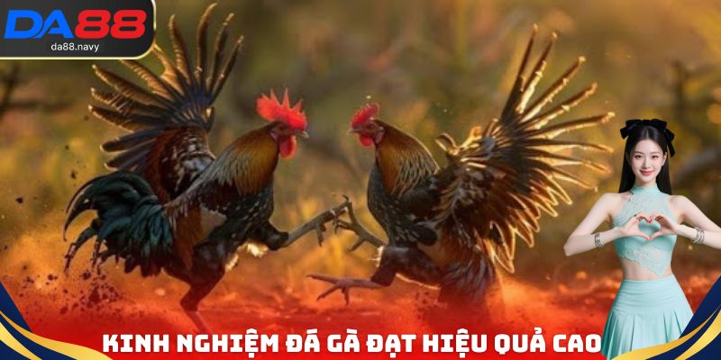 Kinh nghiệm tham gia đá gà trực tiếp Campuchia đạt hiệu quả cao