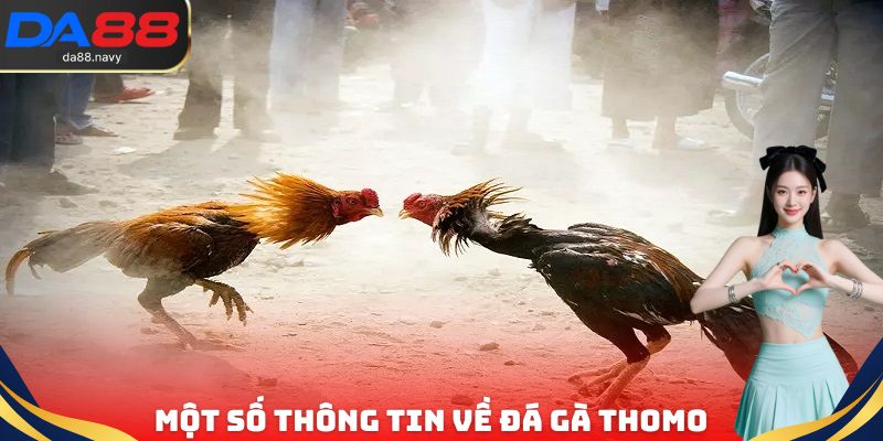 Một số thông tin quan trọng cần biết về đá gà trực tiếp Thomo